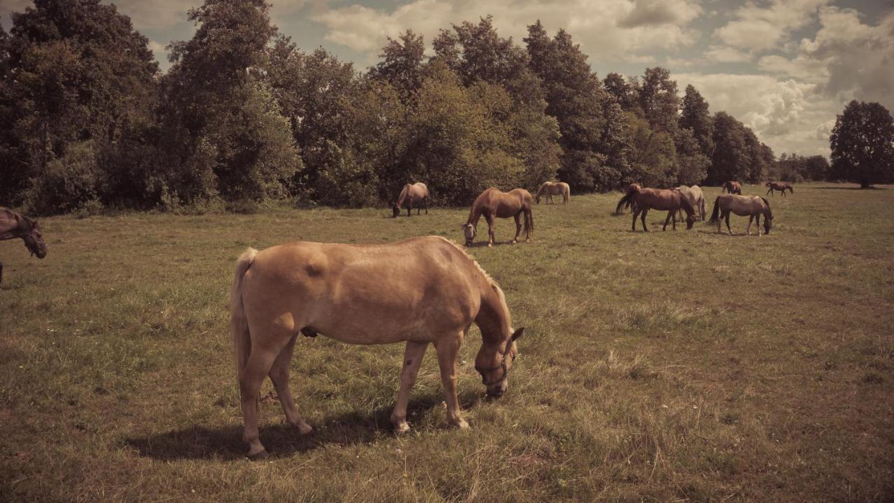 Masuria Warsaw Villa Skrzeszew Eksteriør billede